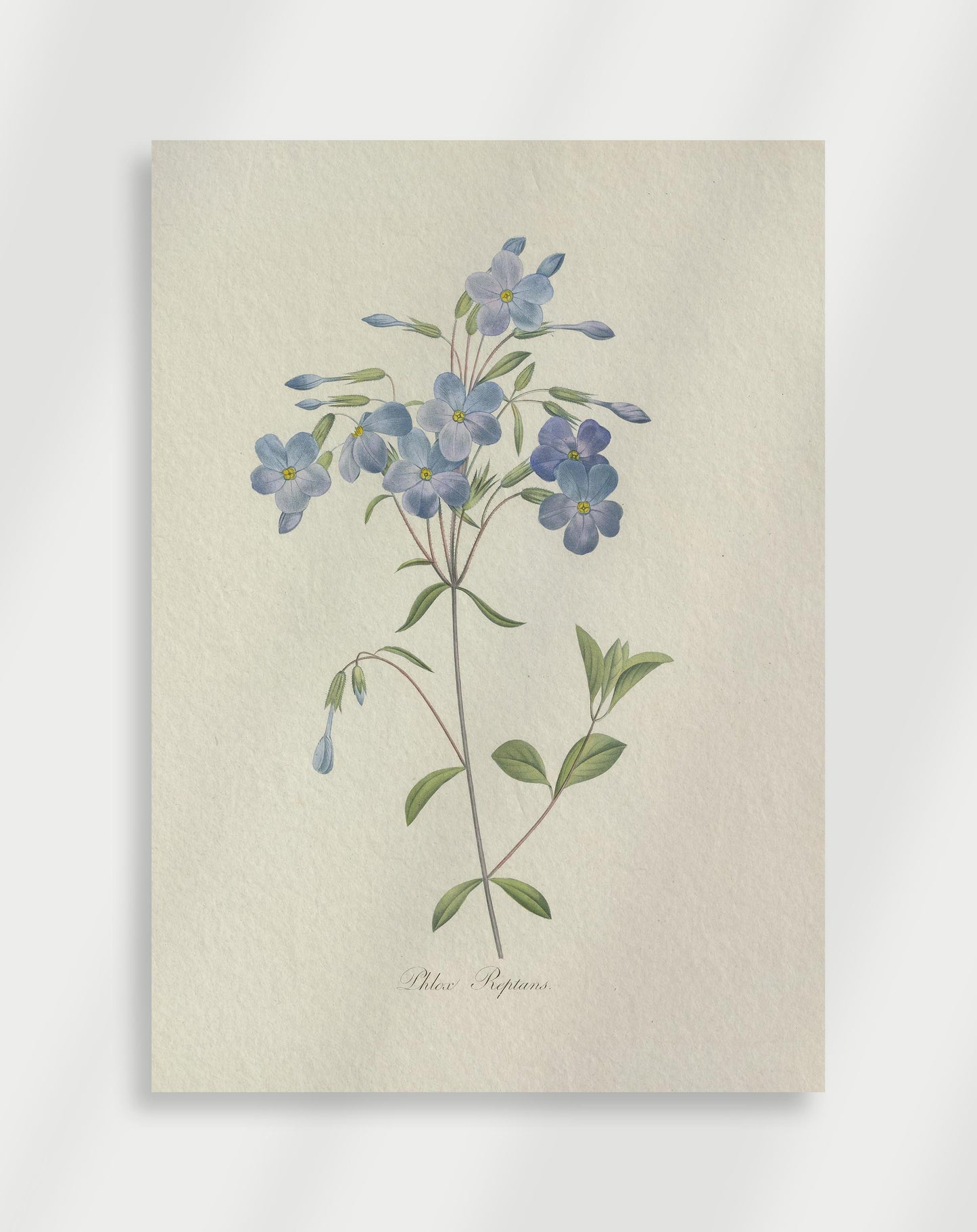 Botanisk Poster