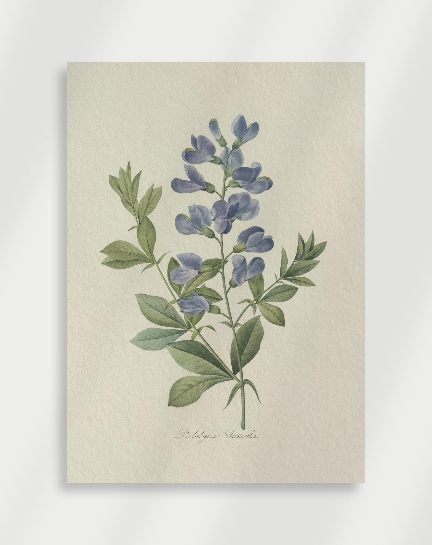 Botanisk Poster