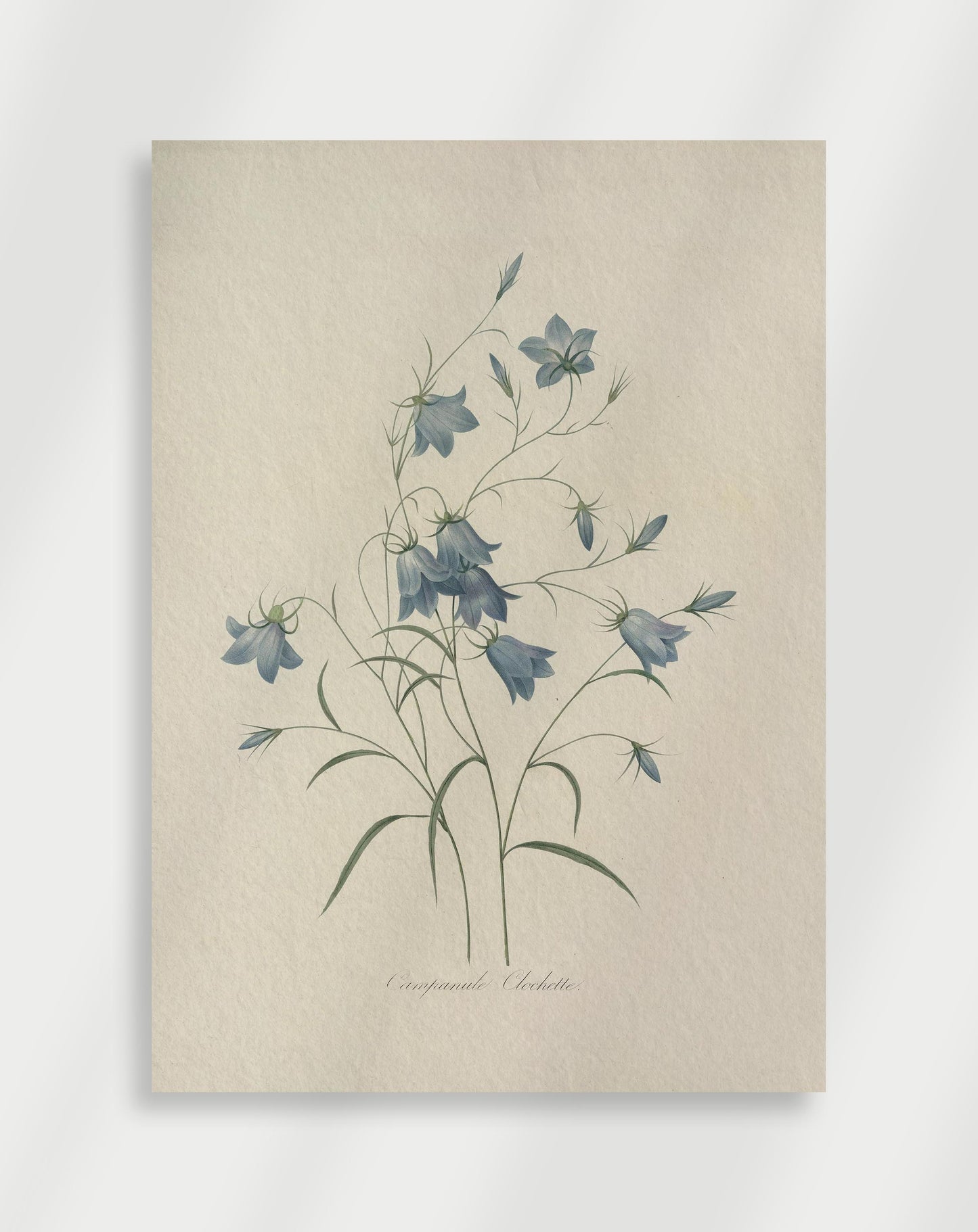 Botanisk Poster