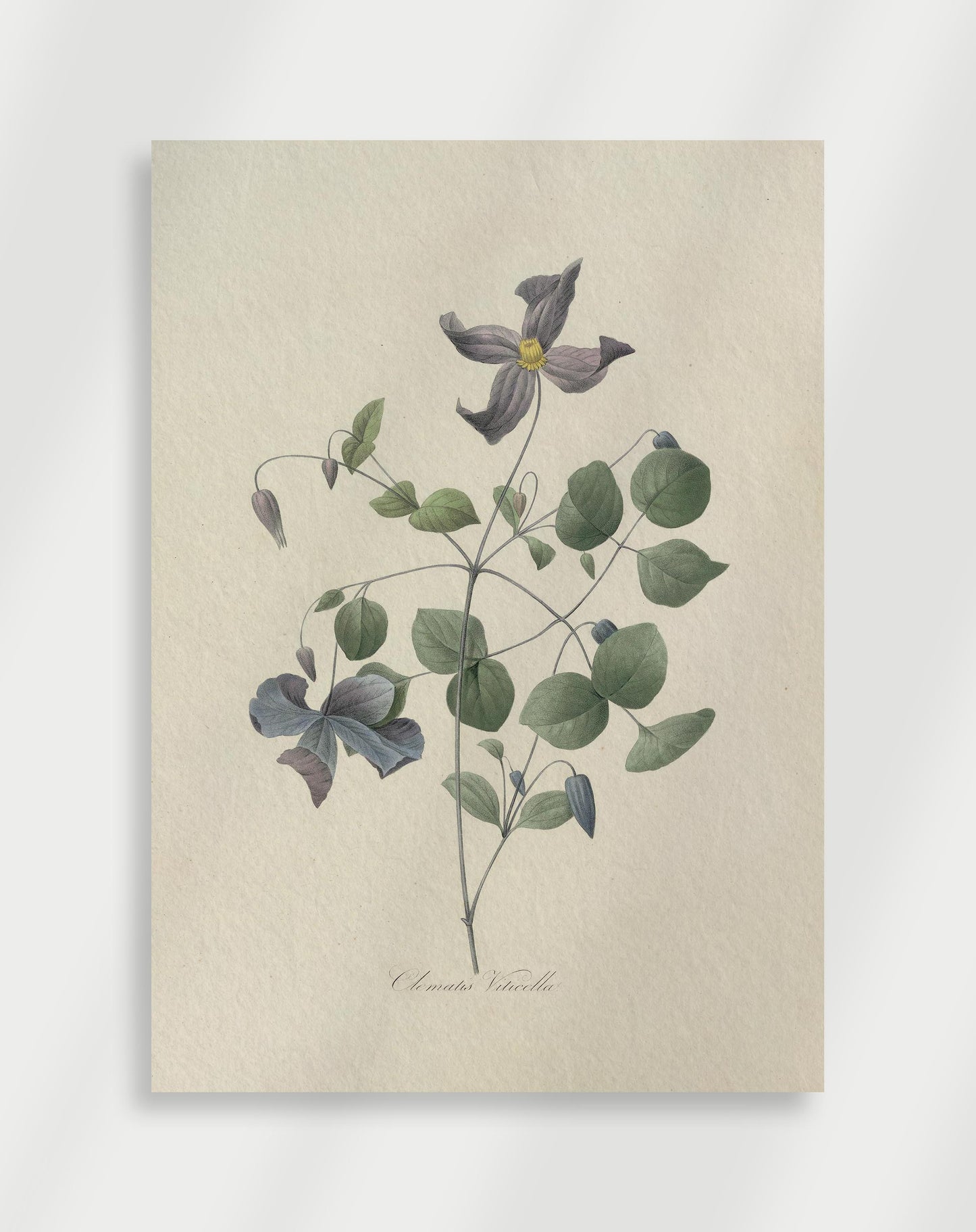 Botanisk Poster