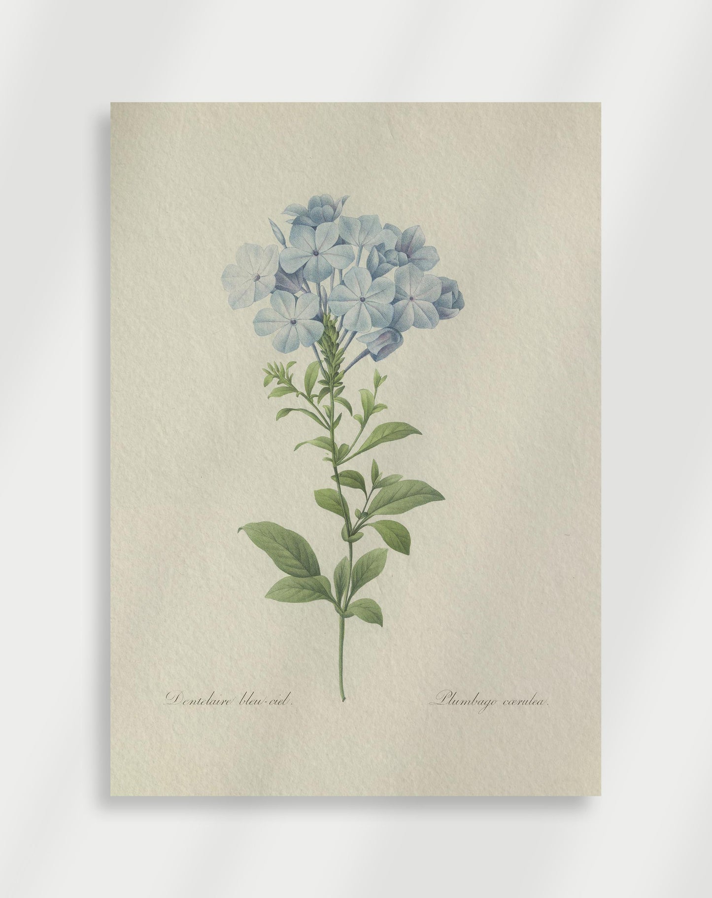 Botanisk Poster