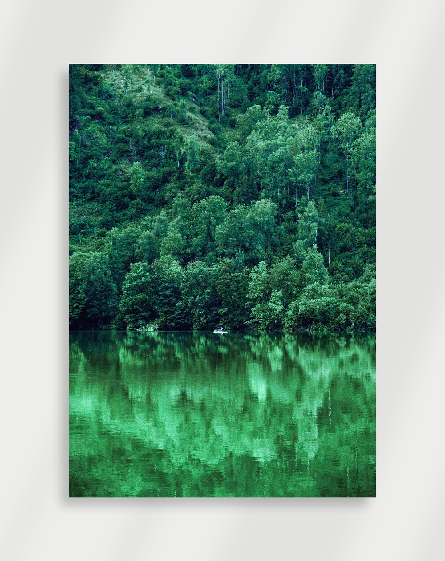 Regnskog Poster