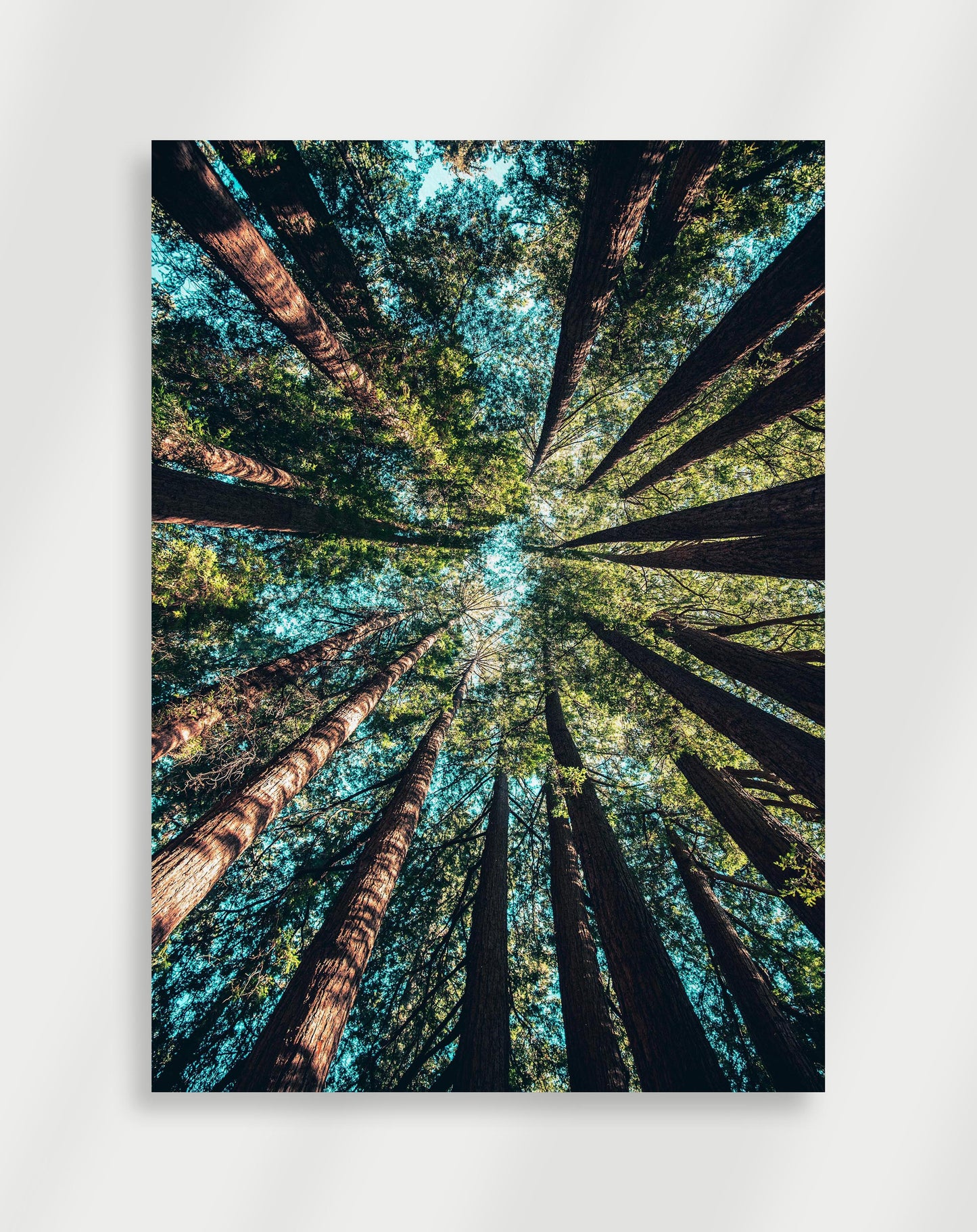 Skogs Poster