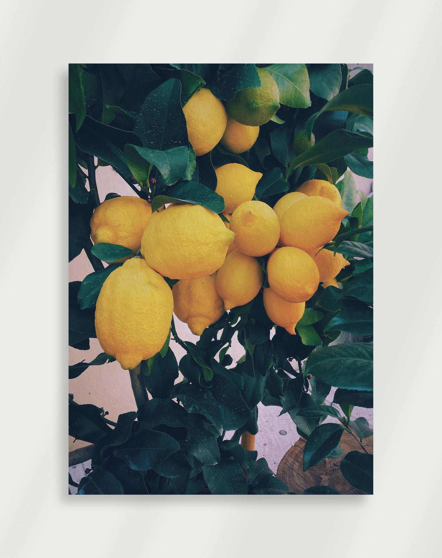 Citron Poster