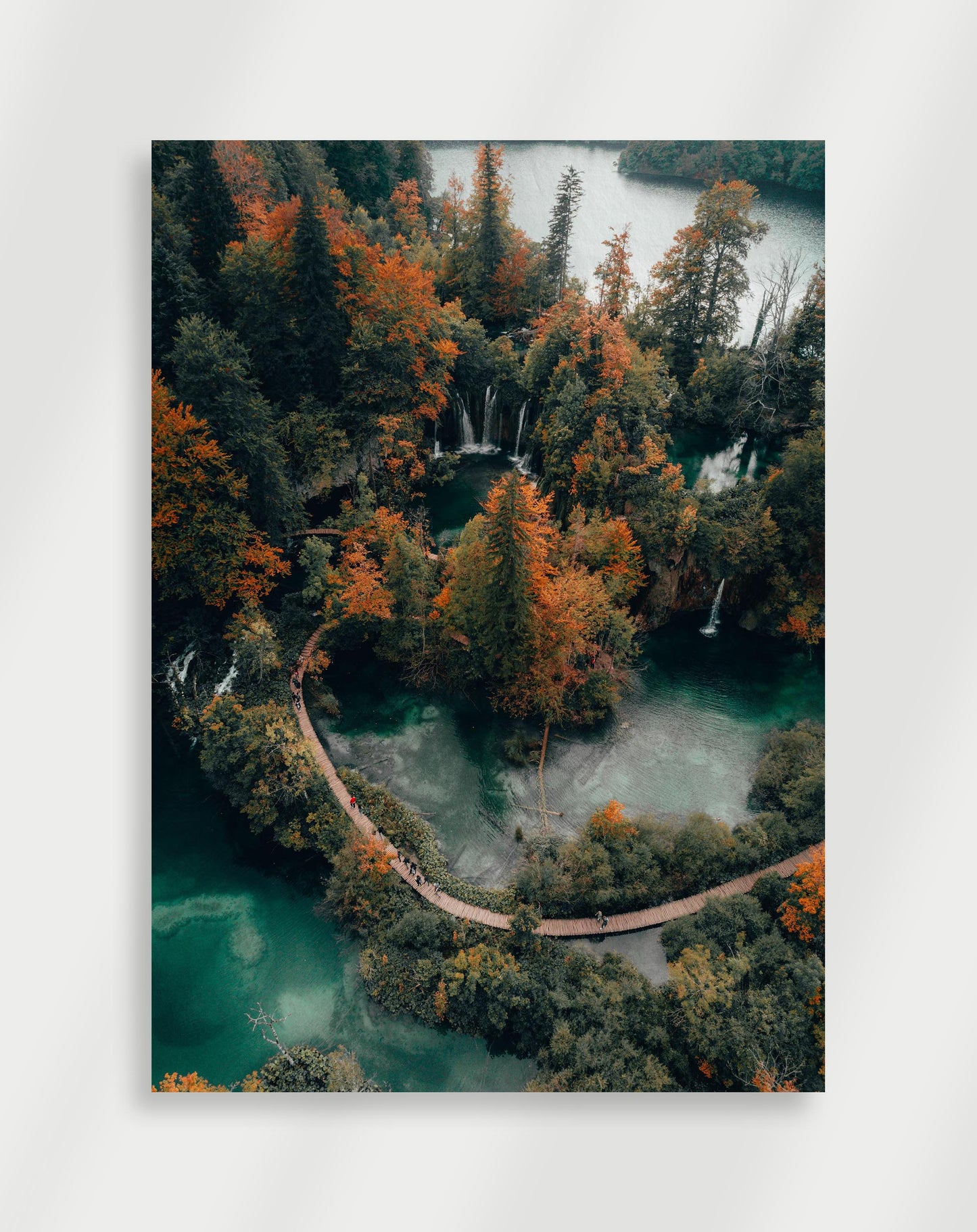 Forest path Poster