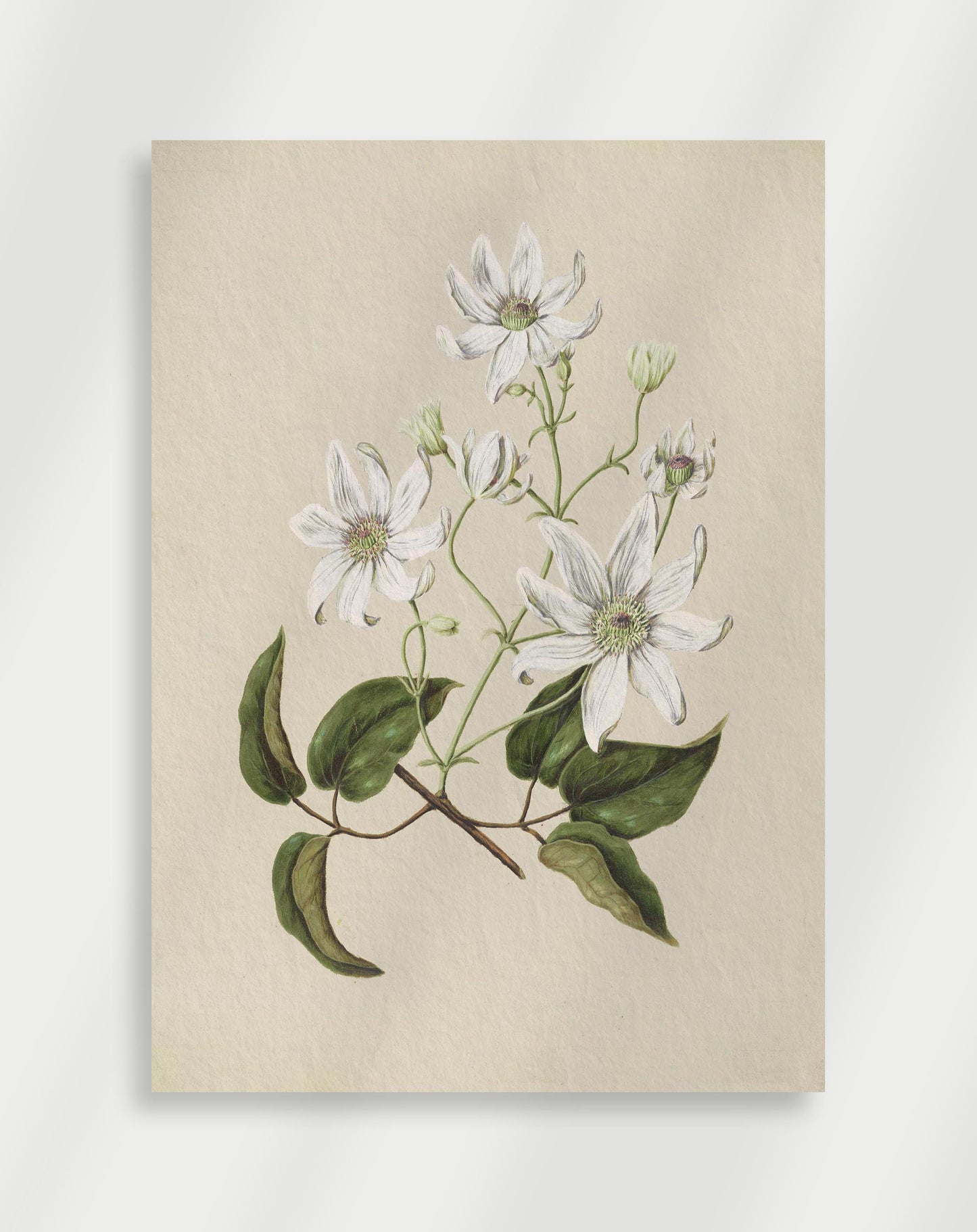 Botanisk Poster
