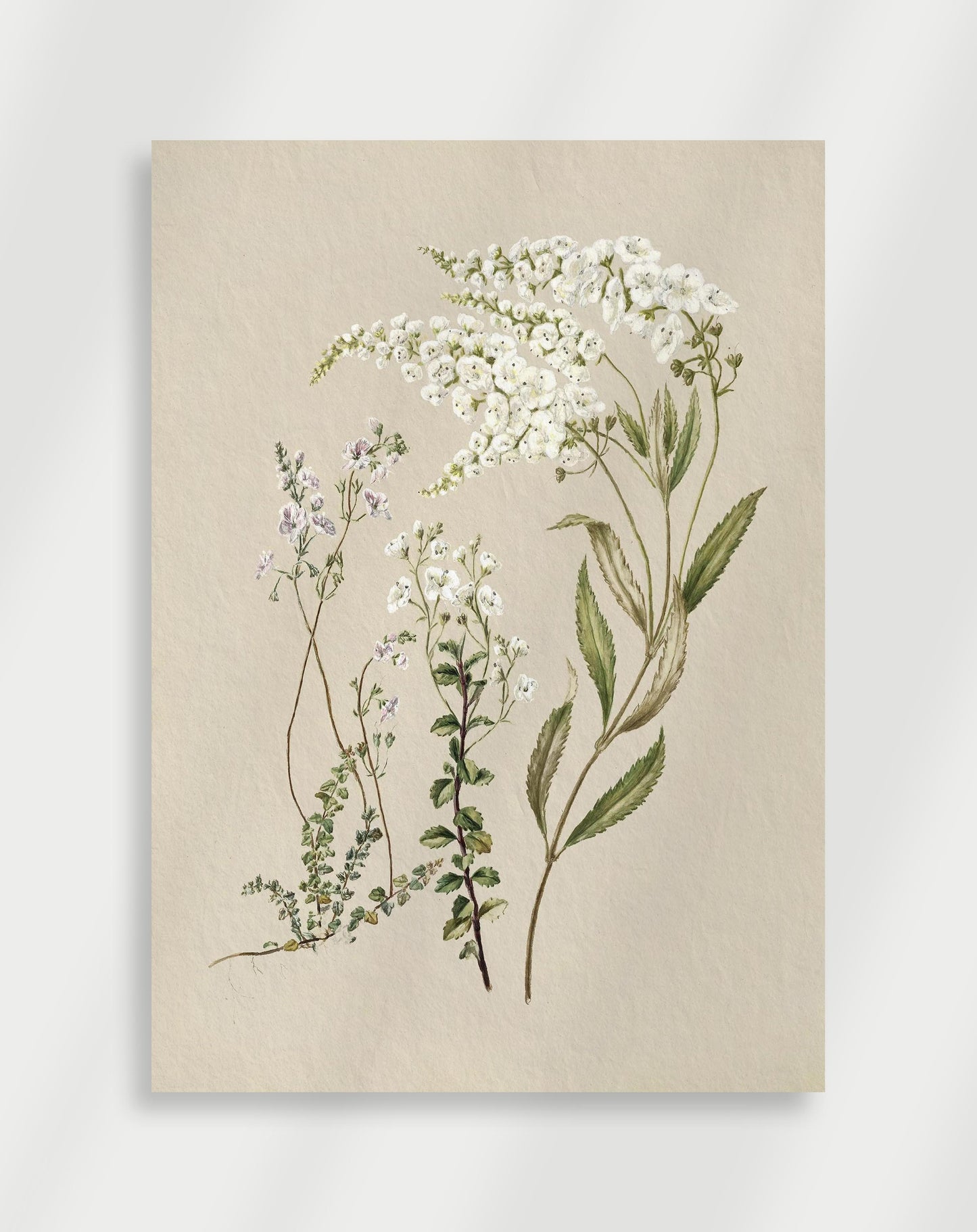 Botanisk Poster