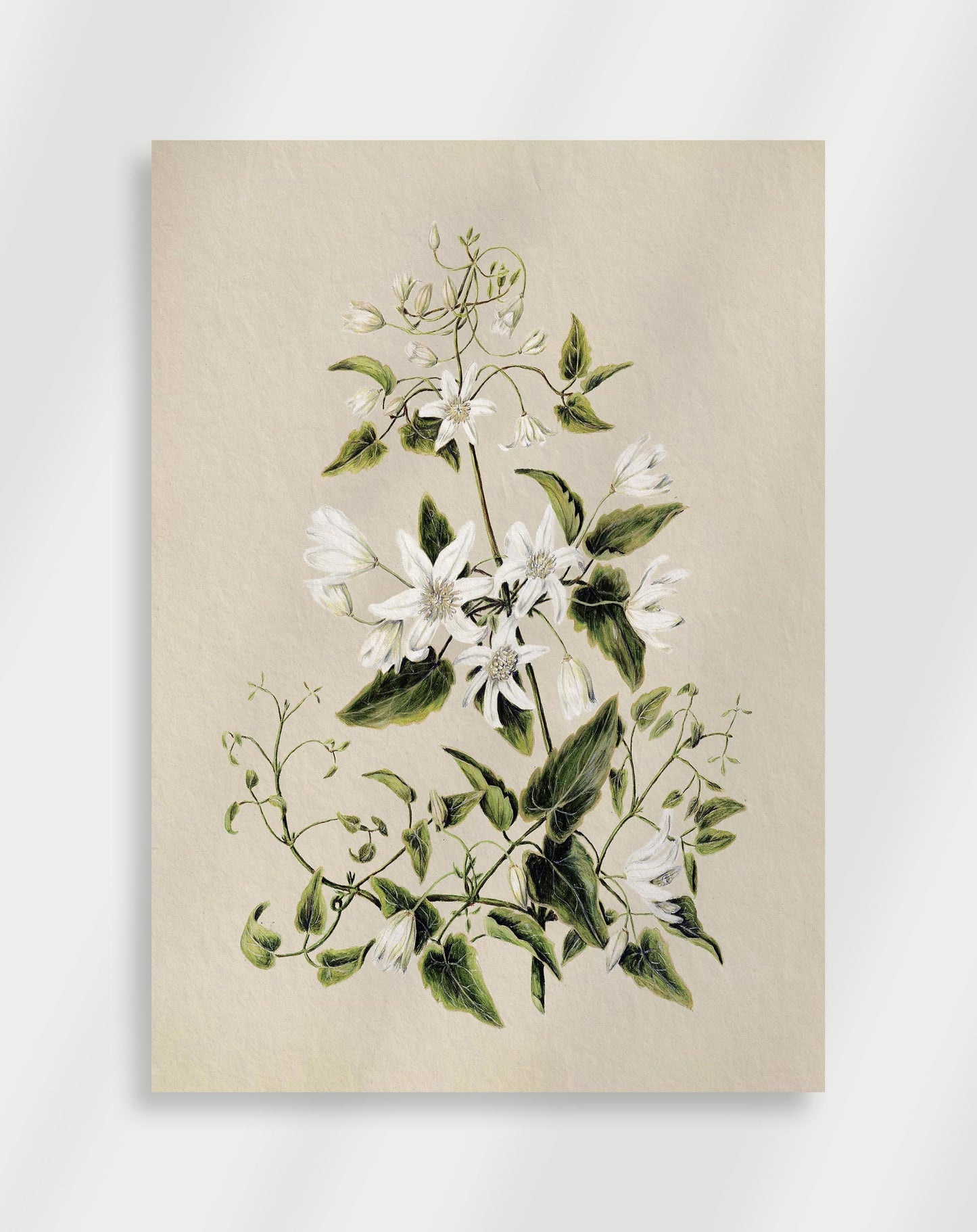 Botanisk Poster
