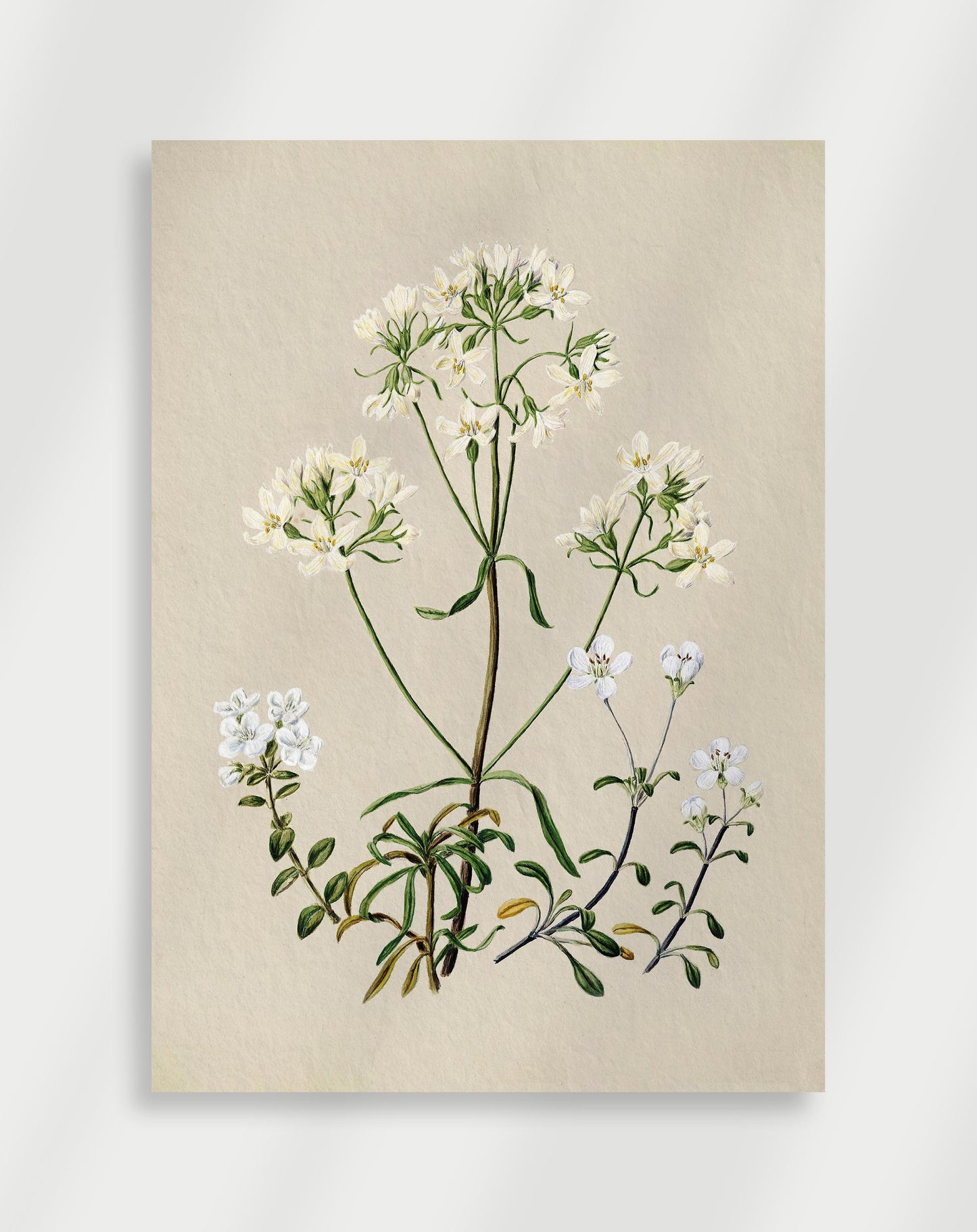 Botanisk Poster