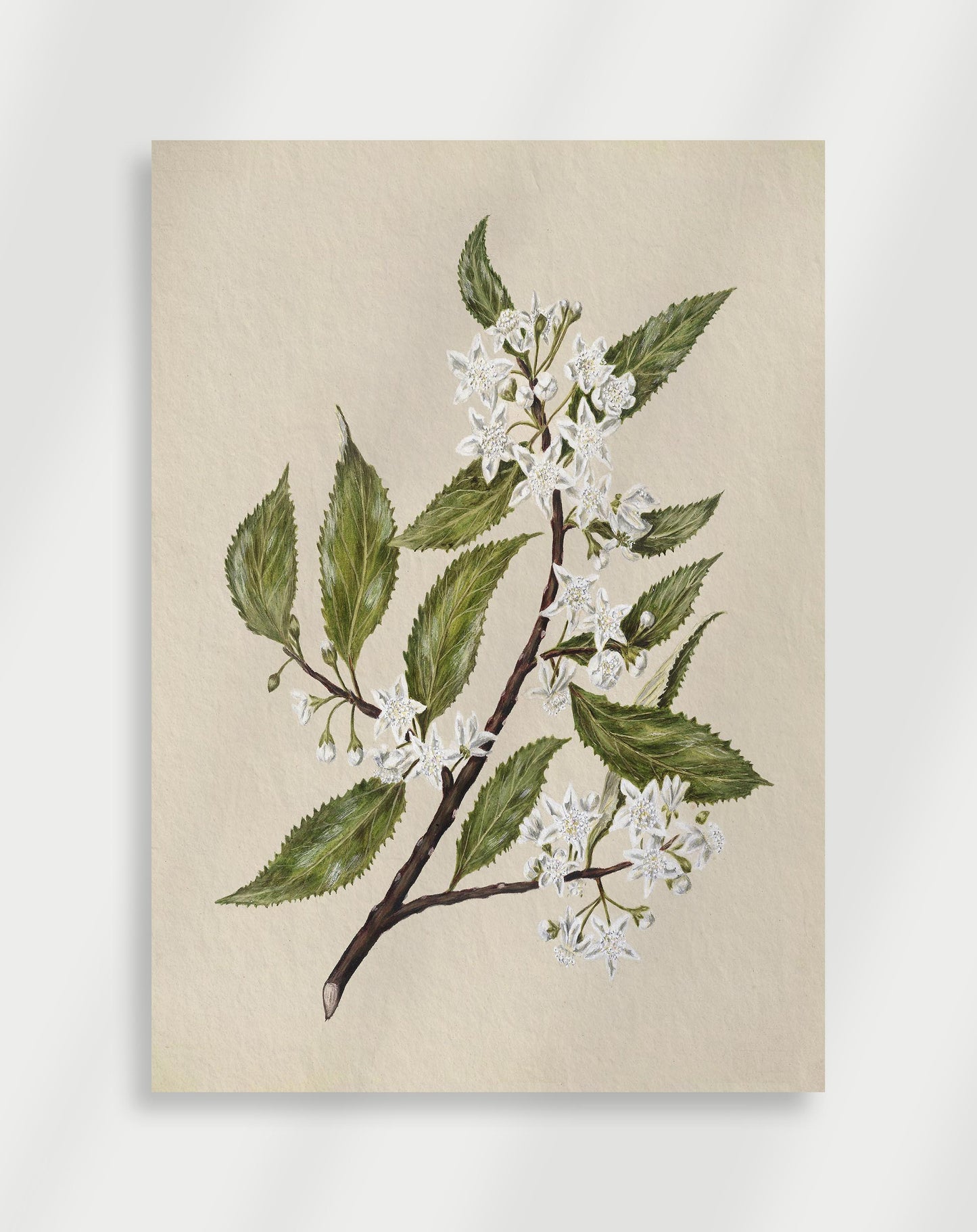 Botanisk Poster