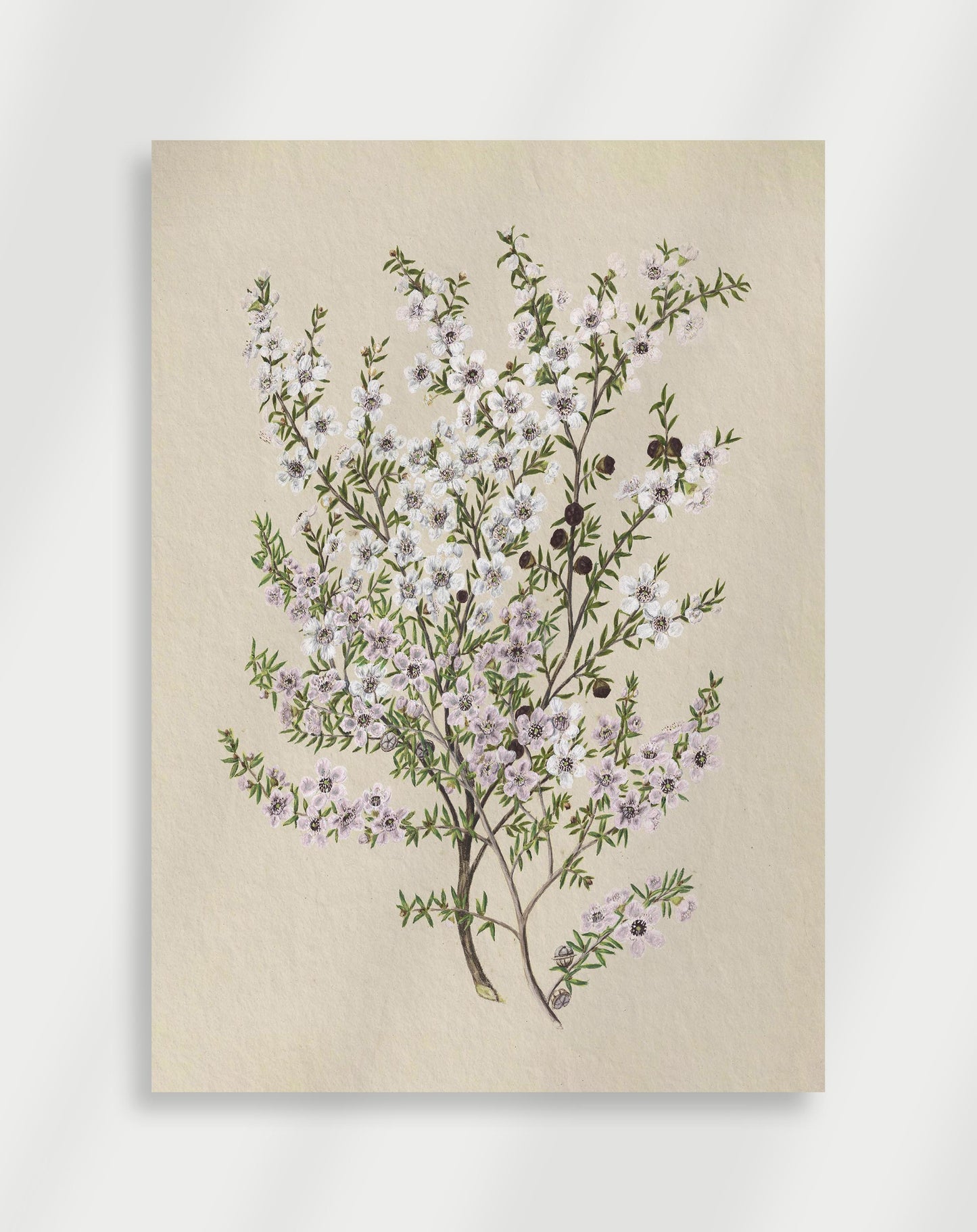 Botanisk Poster