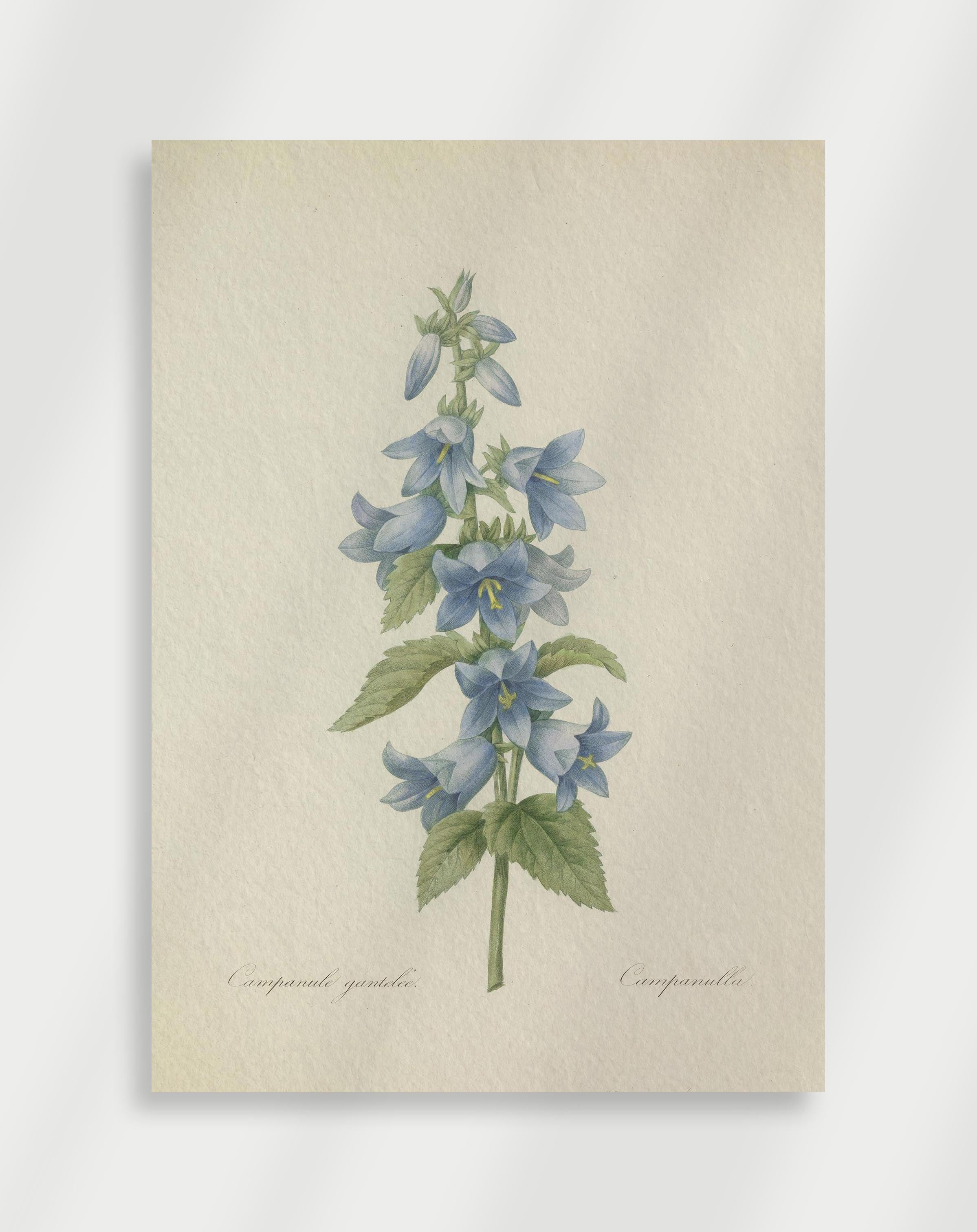 Vintage botanical illustration of campanula grandiflora with blue bell-shaped flowers and green leaves