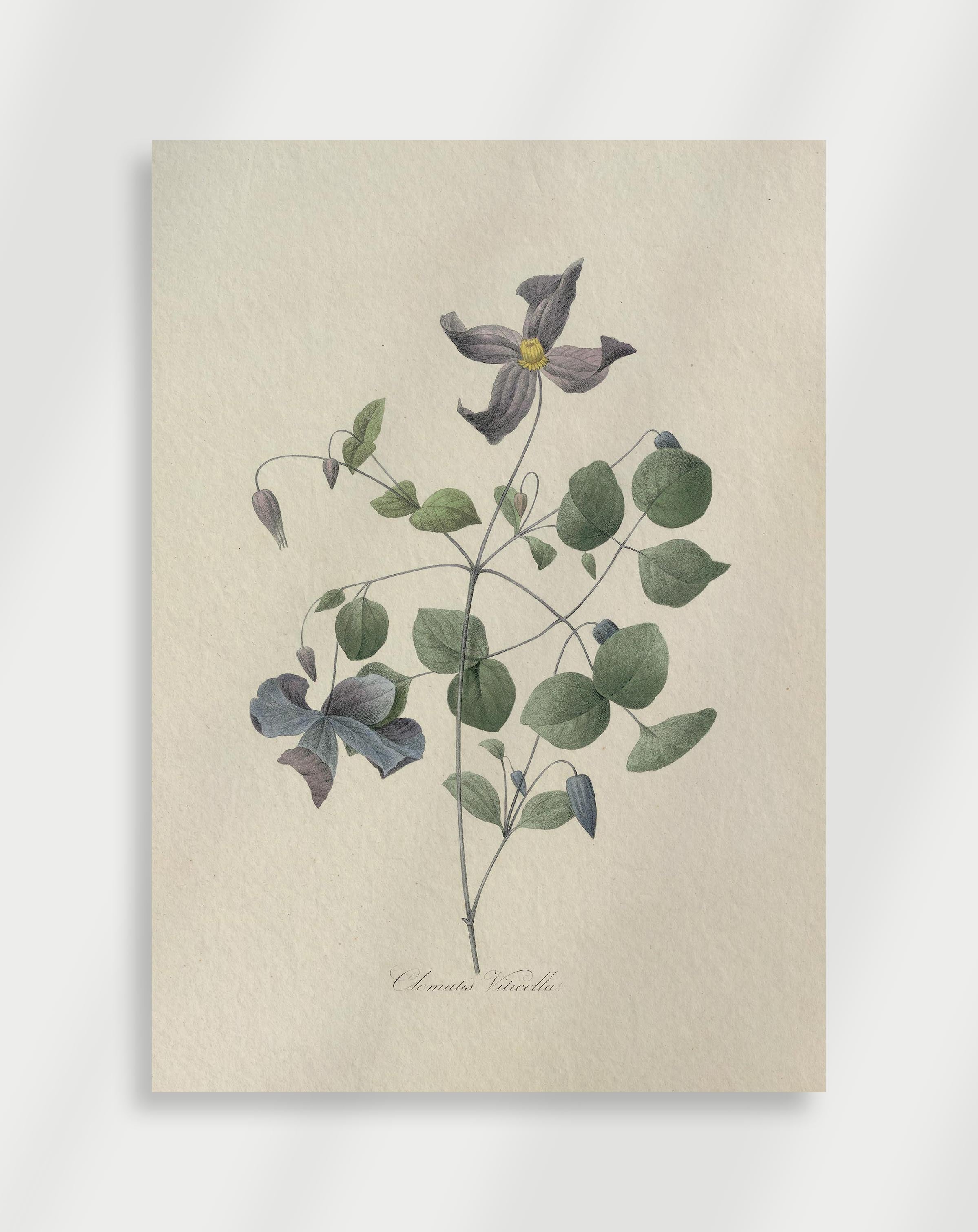 Botanisk Poster
