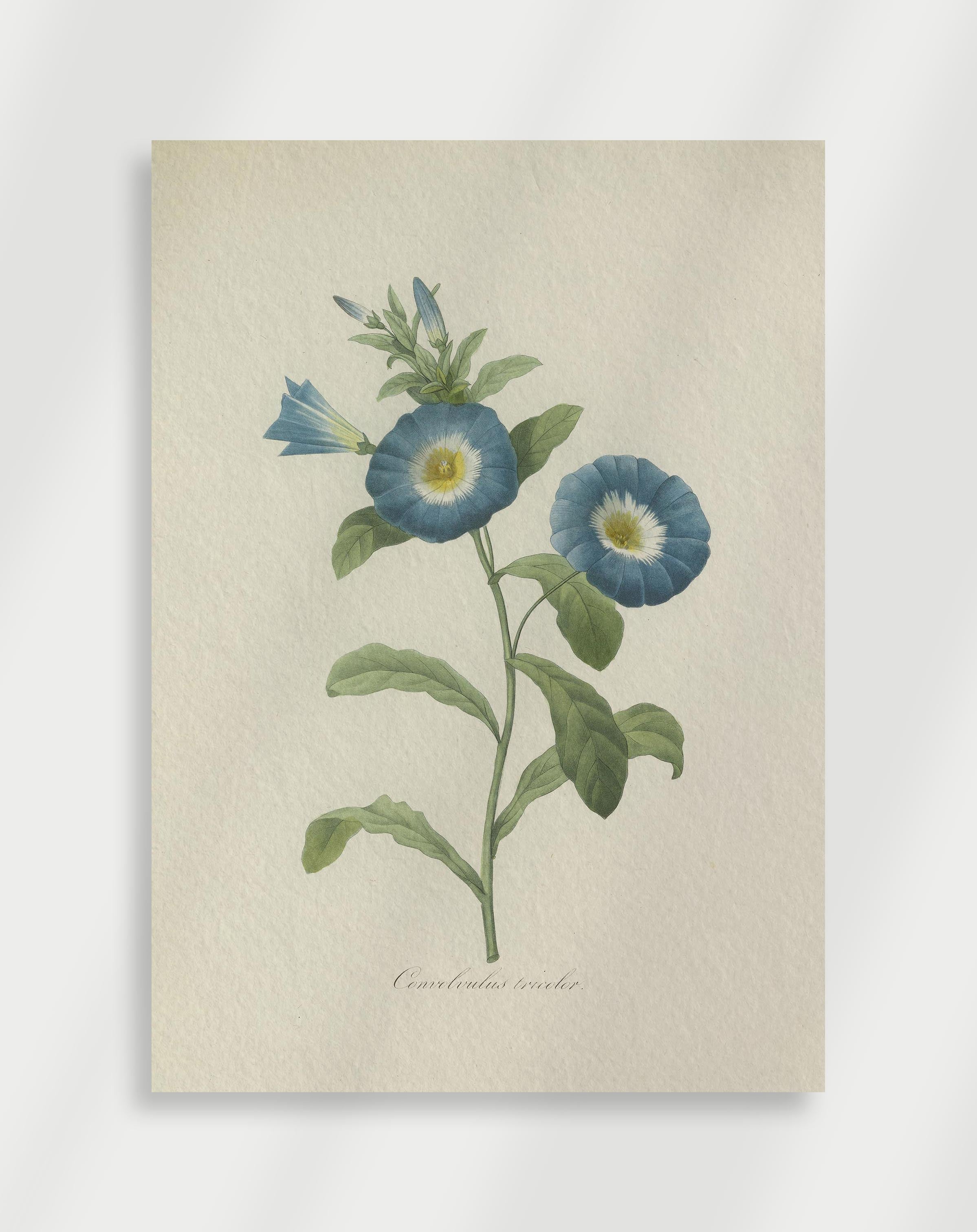 Vintage botanical illustration of blue morning glory flowers with yellow center and green leaves