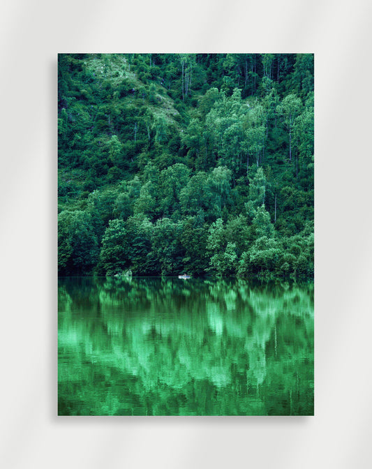 Regnskog Poster