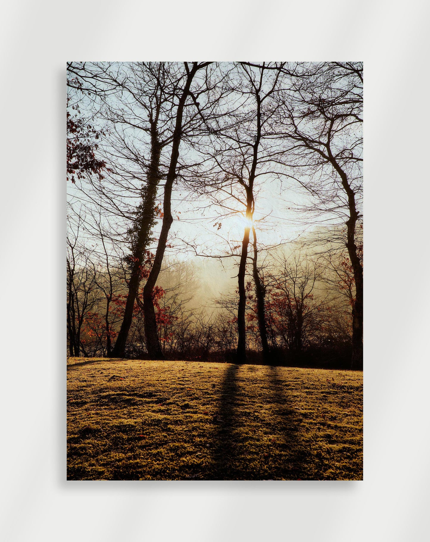 Träd Poster