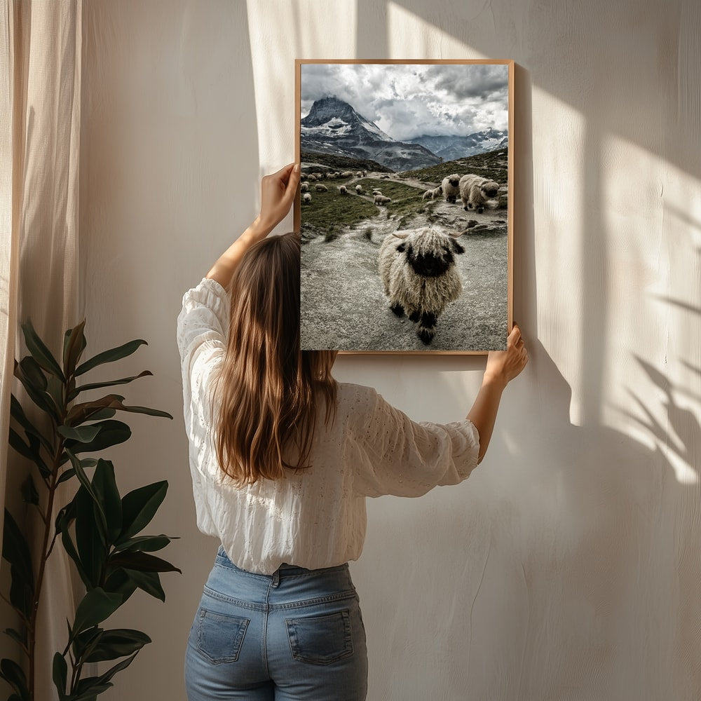 Valais svartnosfår Matterhorn bergs Poster