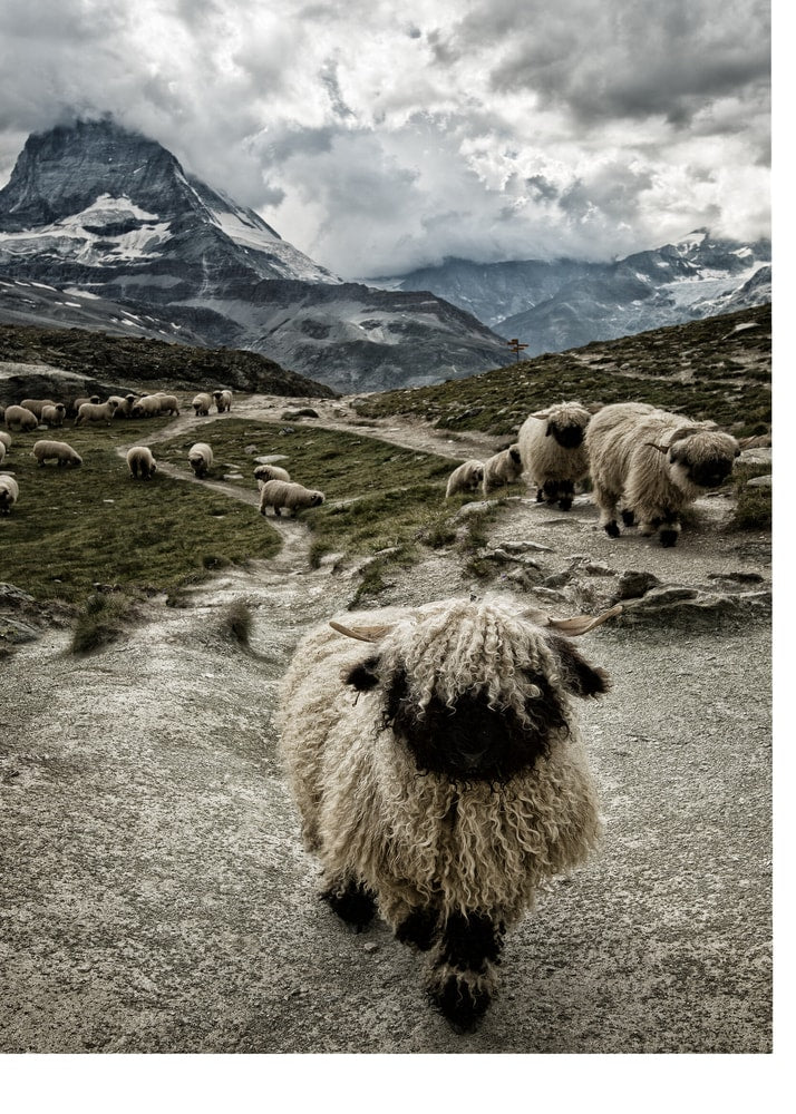 Valais svartnosfår Matterhorn bergs Poster
