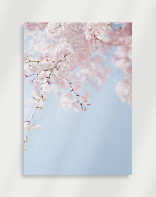 Magnolia Poster