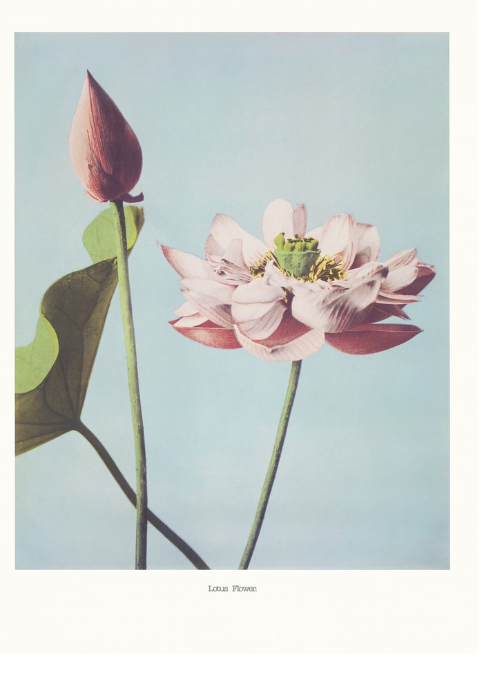 Lotusblomsterplakat