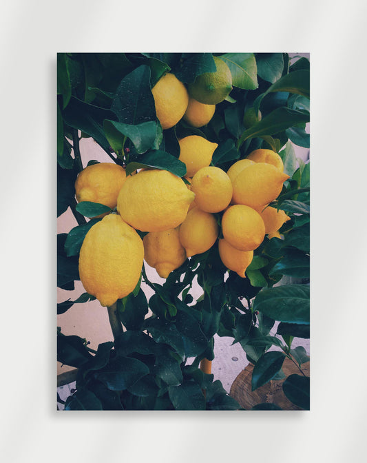 Citron Poster