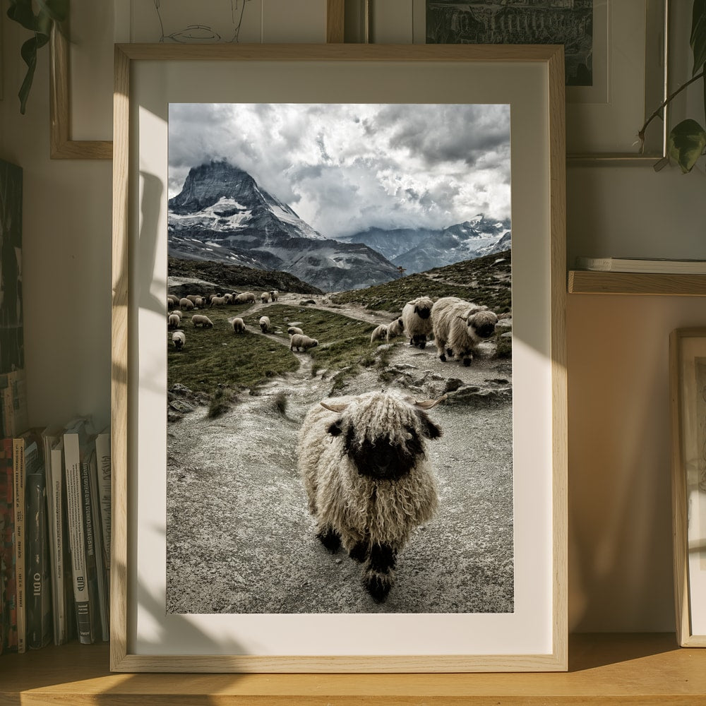 Valais svartnosfår Matterhorn bergs Poster