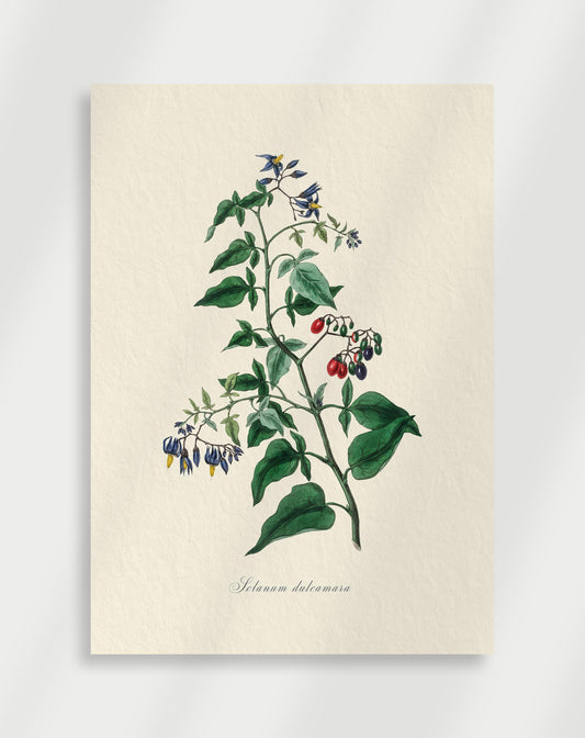 Botanical Poster