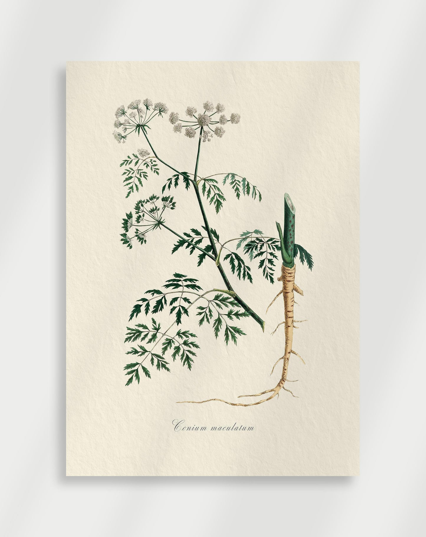 Botanical Poster