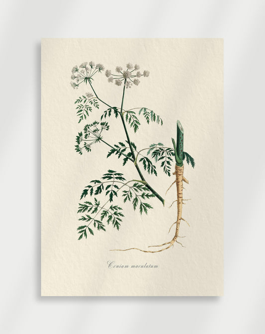 Botanical Poster