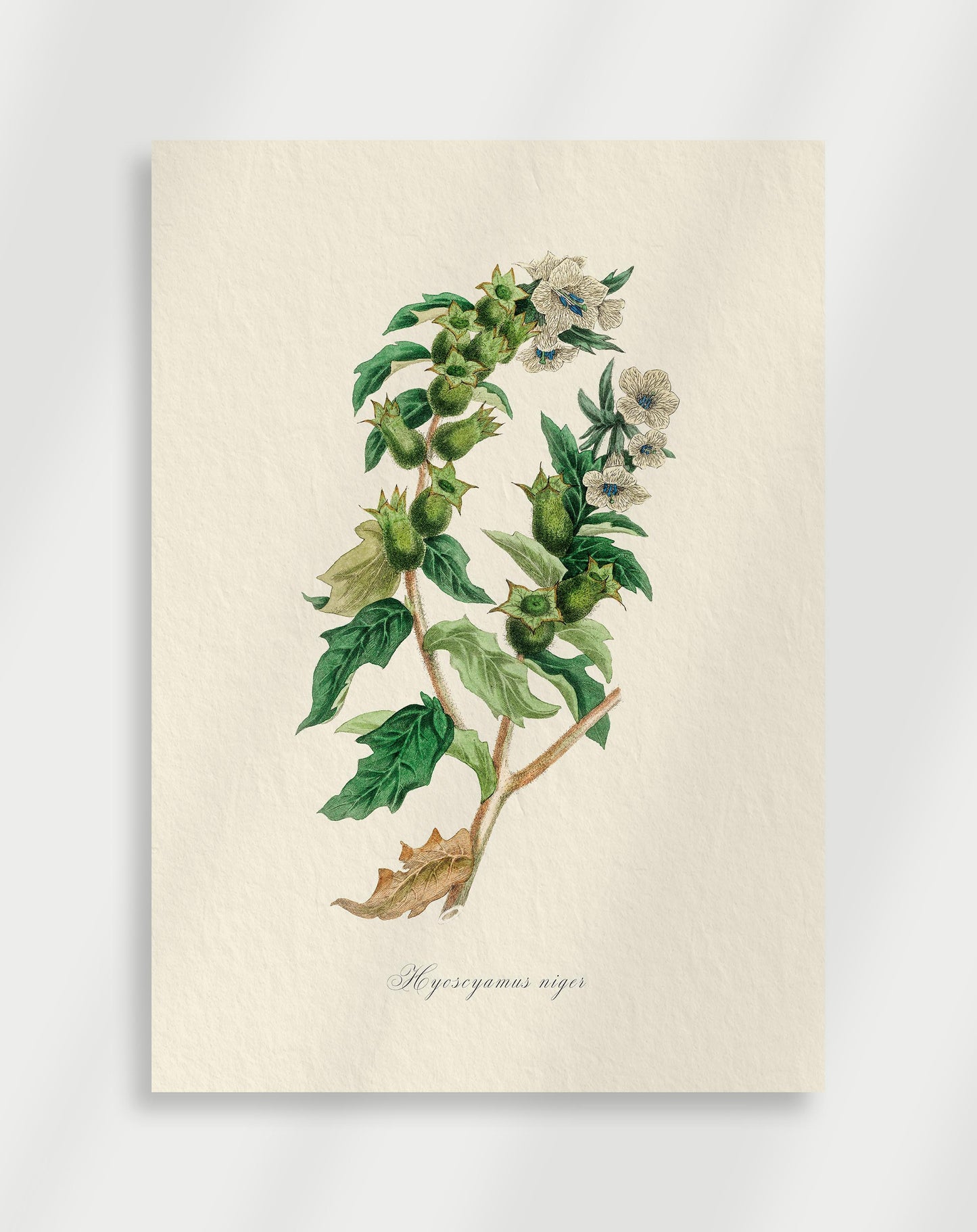 Botanical Poster