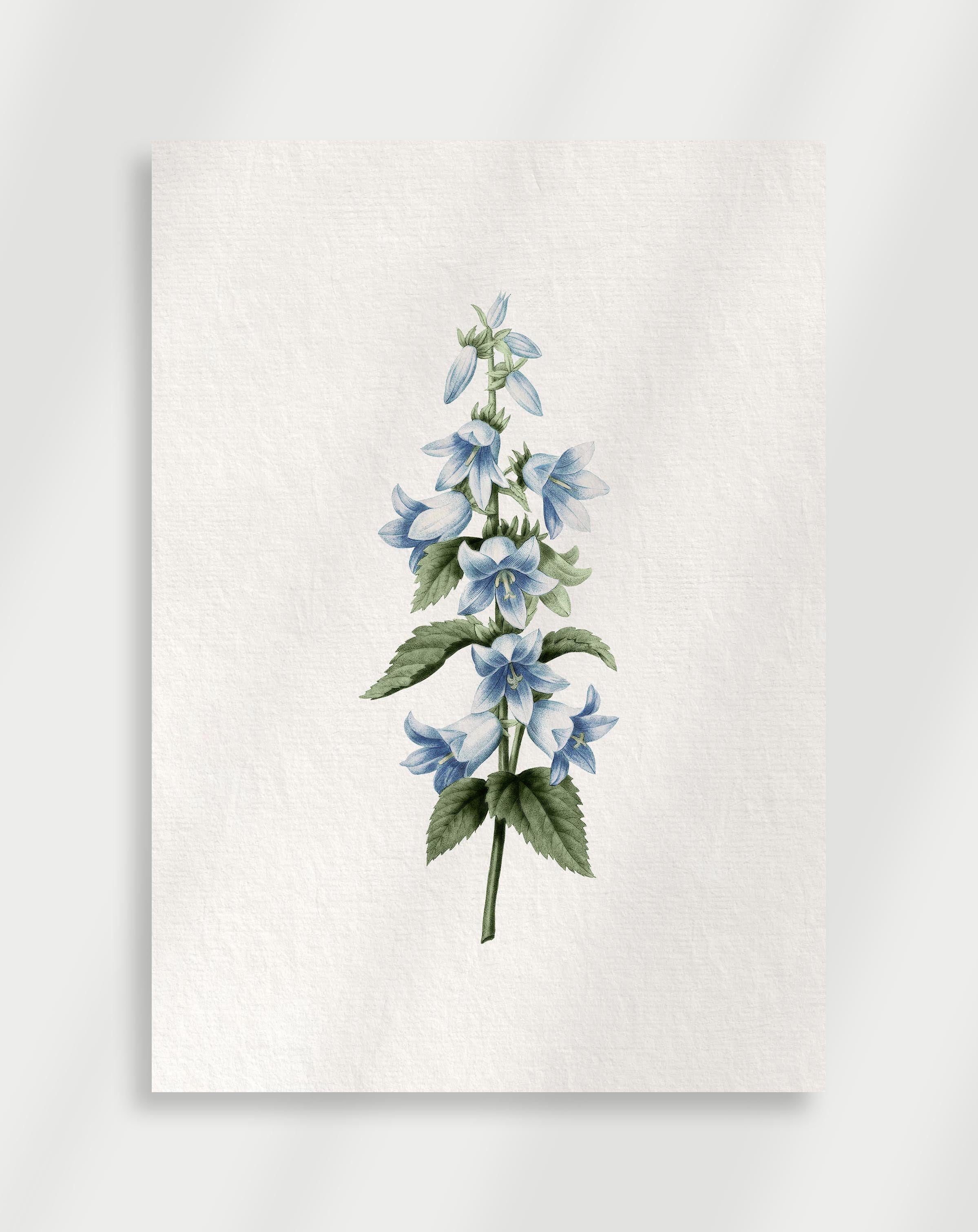 Botanical illustration of blue bell-shaped flowers with green leaves in vintage style