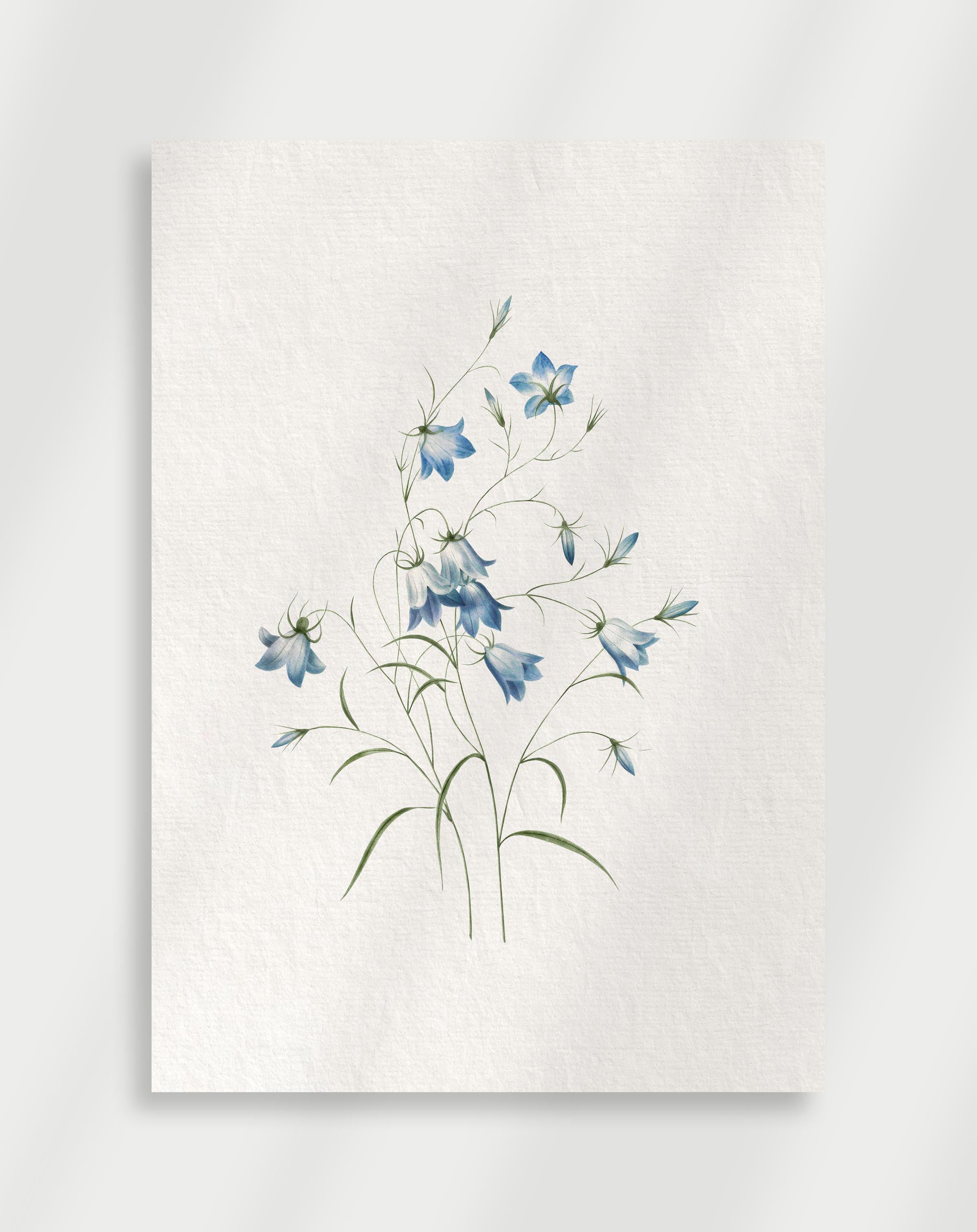 Botanical illustration of blue bellflowers with delicate stems and soft floral details