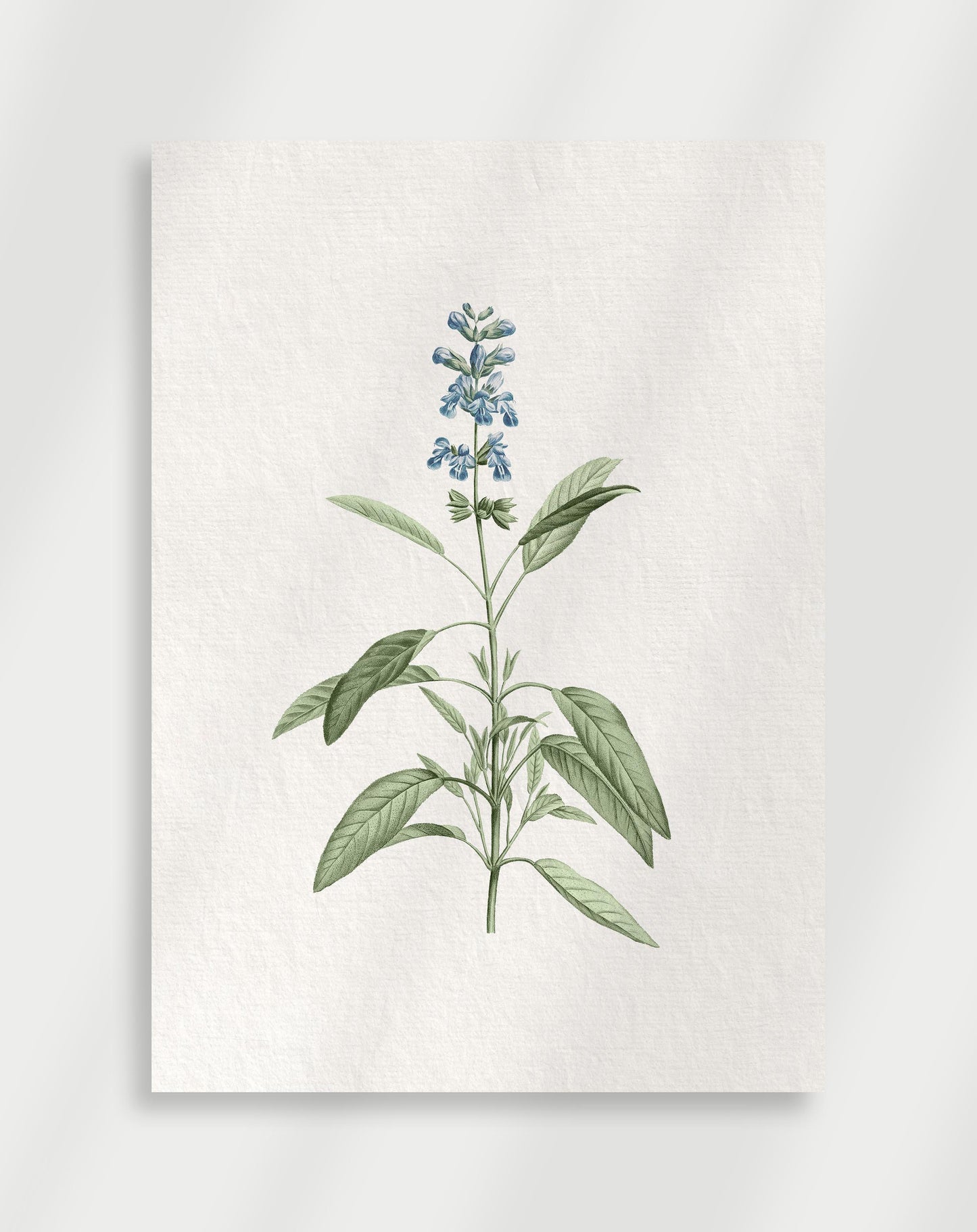 Botanical Poster