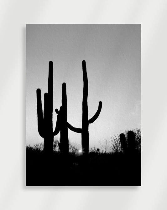 Black Cactus Poster