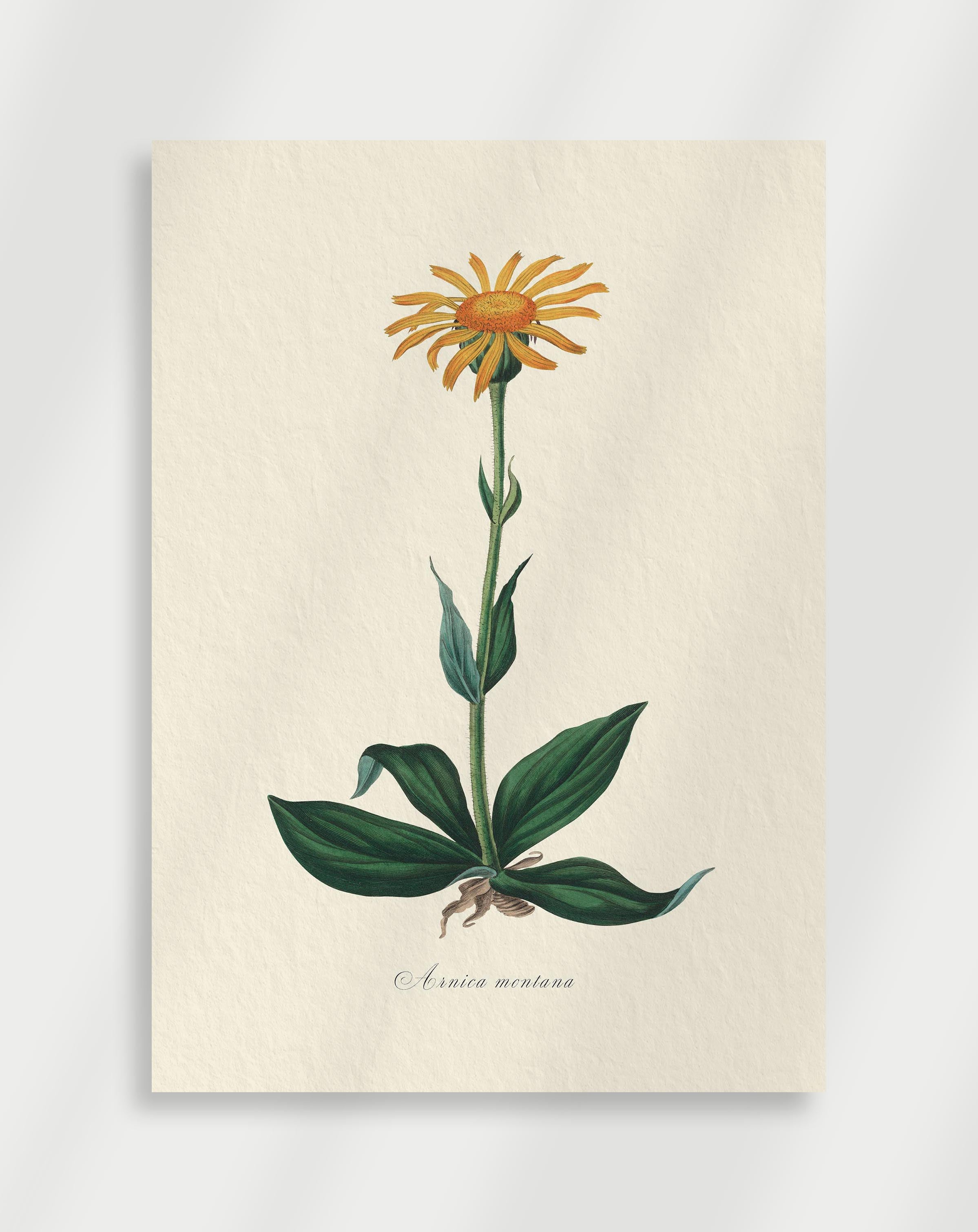 Vintage botanical illustration of Arnica montana with yellow flower and green leaves