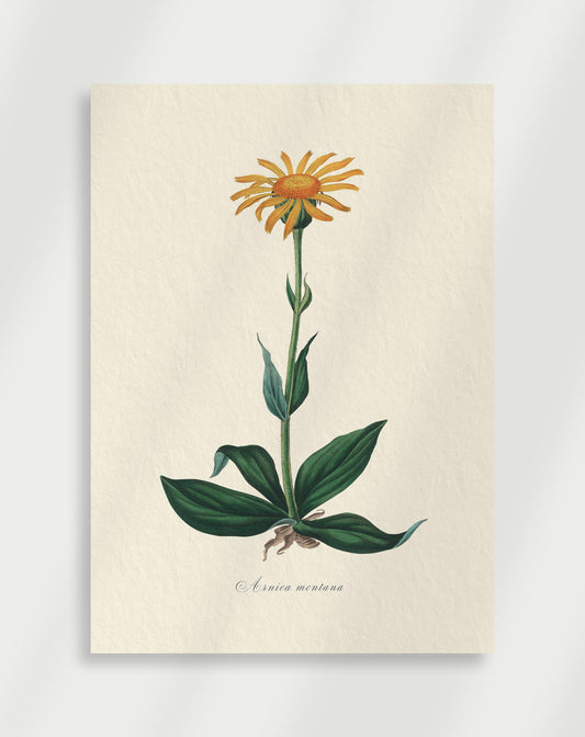Botanical Poster