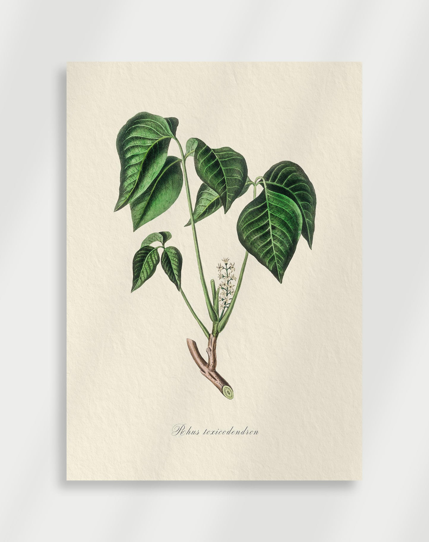 Botanical Poster