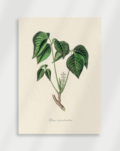 Botanical Poster