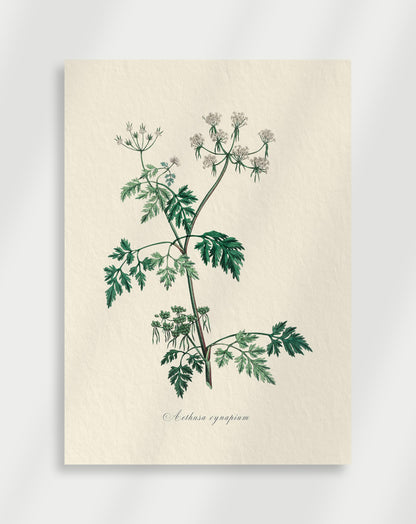 Botanical Poster