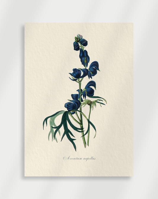 Botanical Poster