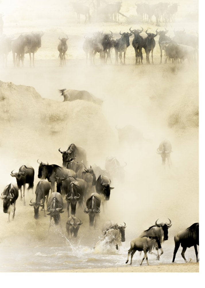 Wildebeest Migration Crossing Poster