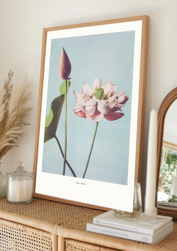 Lotusblomsterplakat