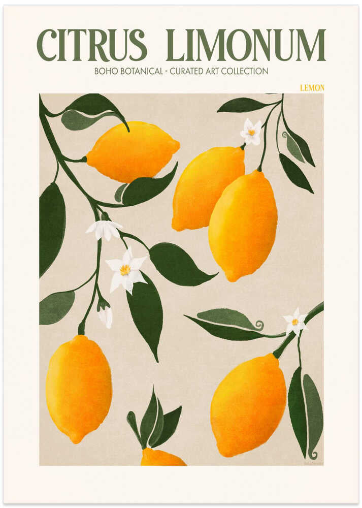 Citrus limonum lemons poster with a botanical illustration of yellow lemons on branches with green leaves and white flowers labeled Citrus Limonum