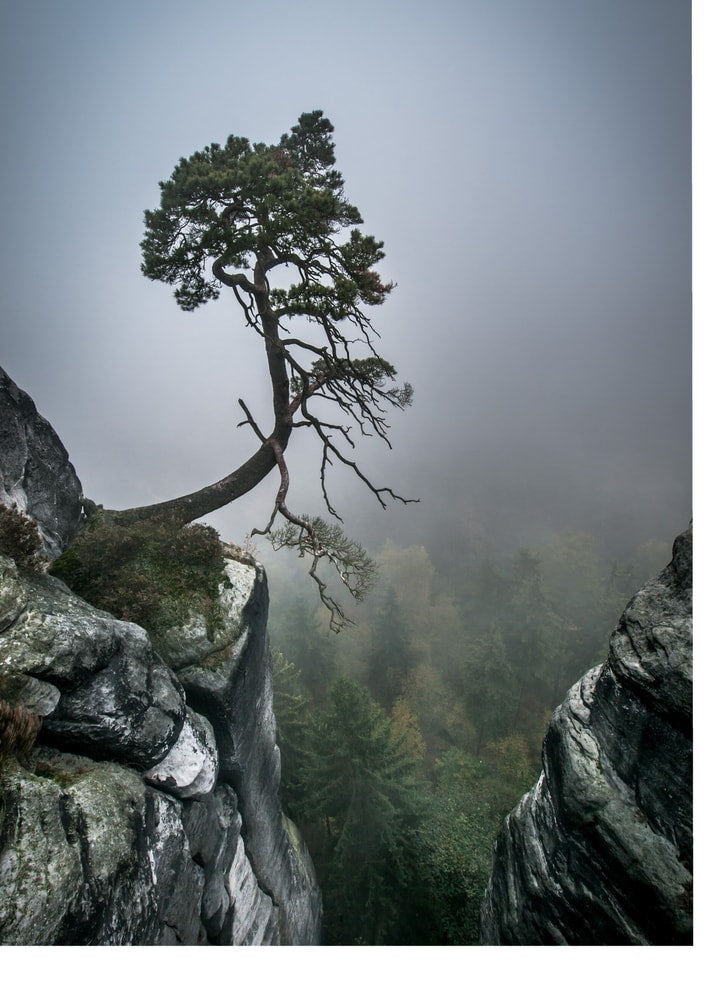Misty Mountain Pine Poster