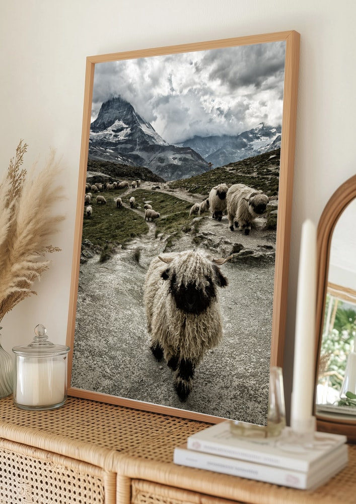 Valais svartnosfår Matterhorn bergs Poster