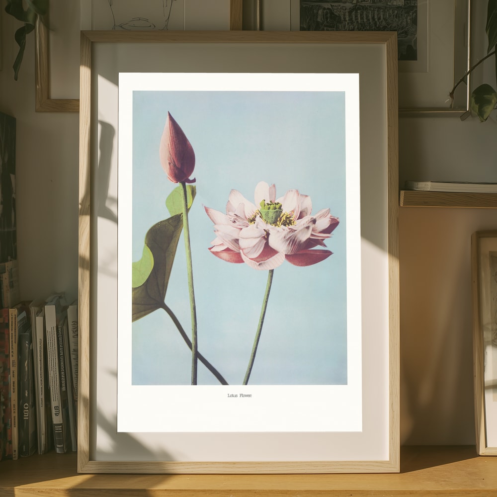 Lotusblomsterplakat