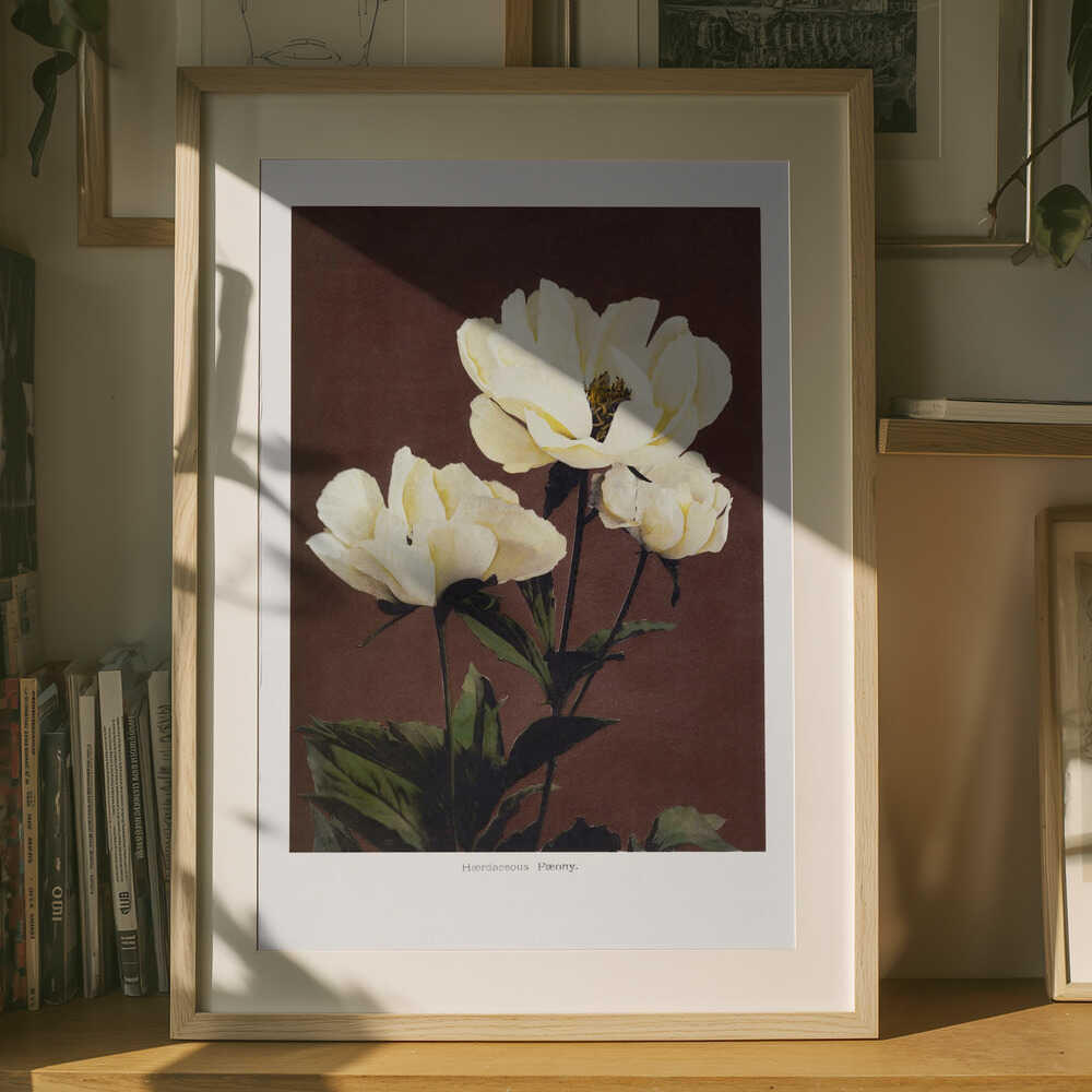 Härdaceous Peony Poster