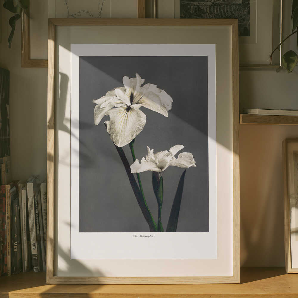 Iris Kæmpferi Poster