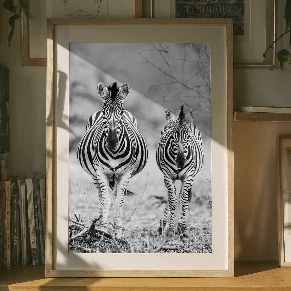 Striped Horse Front On Poster