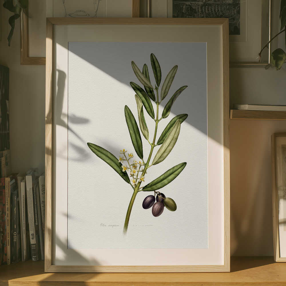 Olivkvist med frukt Poster